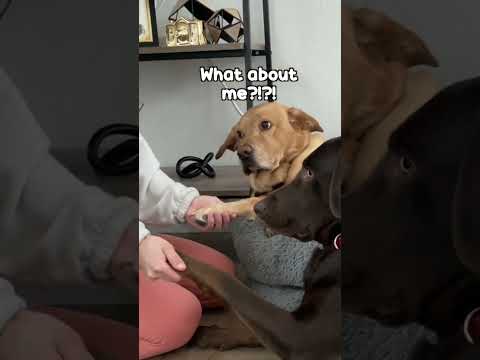 Kiss Your Dog On The Head And Record His Reaction (Cutest Thing EVER!)