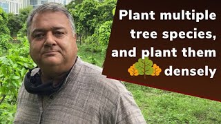 Plant multiple tree species and plant them densely | Peepal Baba