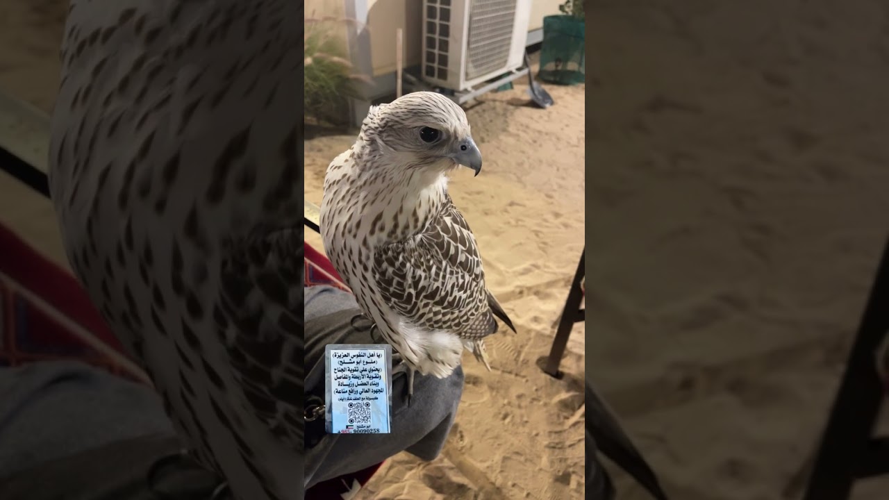 الطير ضربه نورس وتعور جناحه 👌🏻