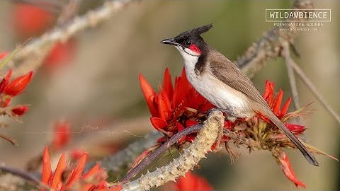 Bird Neste | birds sitting on tree branches, making nests ,Birds build nests and lay eggs and raise
