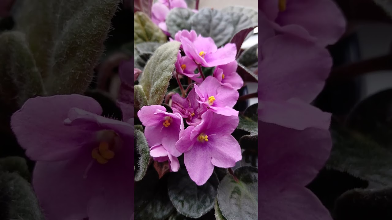 My African violet in the winter time, flowering