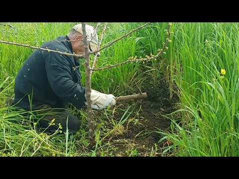 فيديو: كيفية قتل نبات البردي - نصائح لمكافحة الأعشاب الضارة