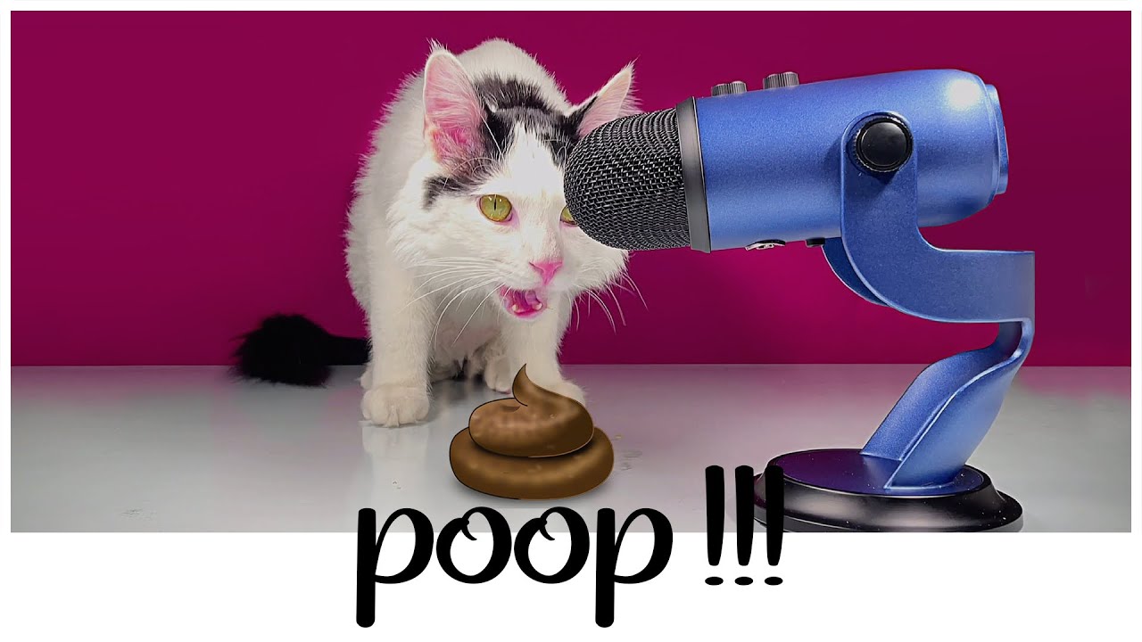 Cat Eating Wet Food ASMR Cat Eating ASMR PET ASMR YouTube cat-eating-wet-food-asmr-cat-eating-asmr-pet-asmr-youtube