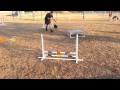 Stellas agility training  week 2