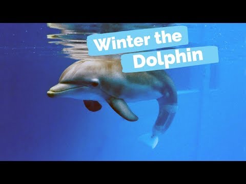 Video: Ziemošanas delfīnijas - delfīniju kopšana ziemā