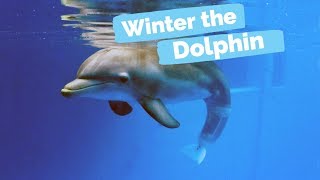 Winter's Rescue - Winter the Dolphin: Saving Winter - Episode 1