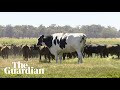 Sapi Australia Terlalu Raksasa untuk Dipotong, Ini Penjelasan Ahli - KOMPAS.com
