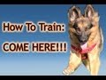 How to train your dog -Come here- PERFECTLY