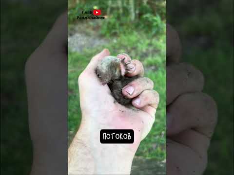 Крот 🙈 Не Слепой Хищник