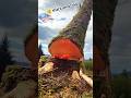 Many people here do something like this! #wood #treecutting #chainsaw #fall #stihl #shorts #how