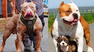 Valentão Americano   Pitbull   Bulldogs 🐶 Melhor Compilação De Vídeo Sobre Cachorros Incríveis #