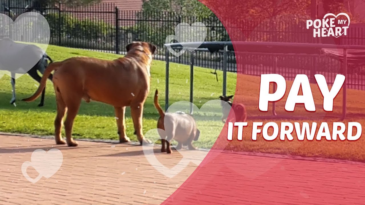 cute videos youtube Pay It Forward! | Poke My Heart