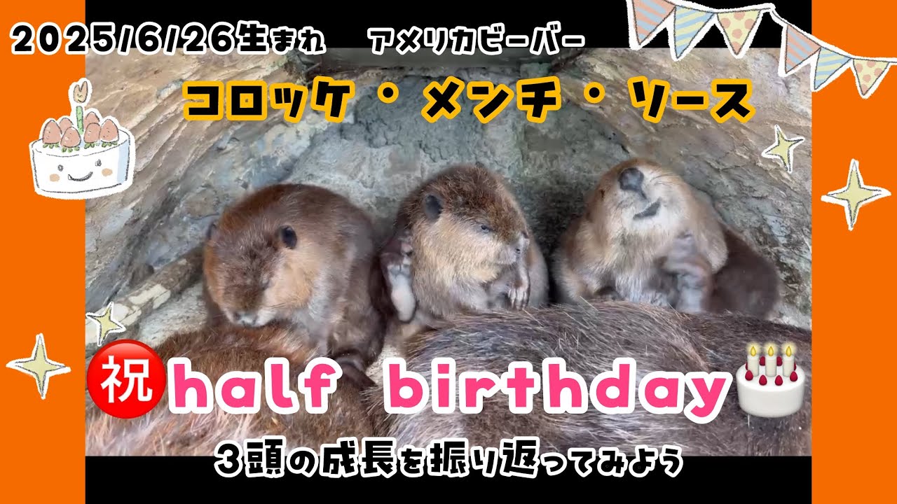 HalfBirthday記念】2025/6/26生まれアメリカビーバー・コロッケ