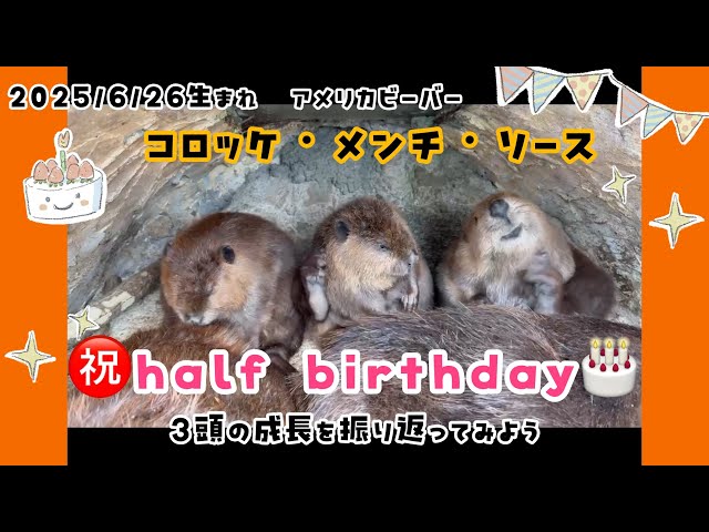 HalfBirthday記念】2025/6/26生まれアメリカビーバー・コロッケ
