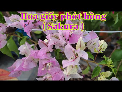 Hoa Giấy Màu Hồng - Hoa giấy phớt hồng - Sakura