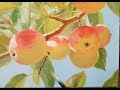 apples яблоки vugar mamedov