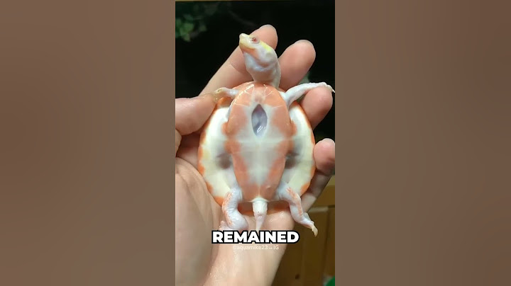 This Turtle is Special😍