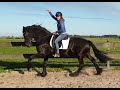 Finally I can ride Queen Uniek again! After my pregnancy! It is truly a wonder Friesian horse!