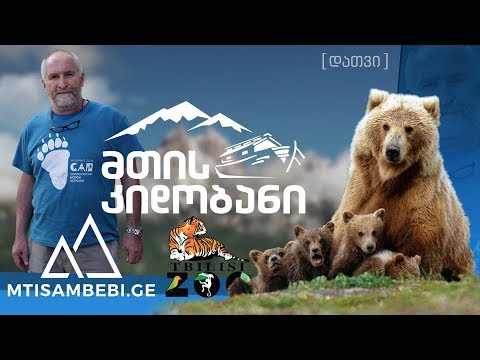 „მთის კიდობანი“ – „ქართველი“ მურა დათვები