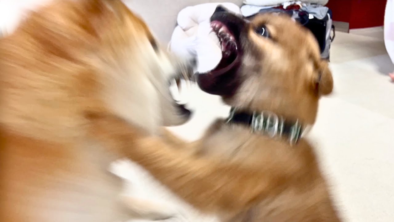 仲良しな柴犬姉弟が初めて大喧嘩をしてしまいました…