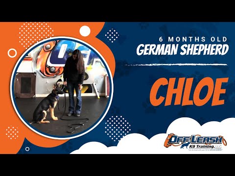 chloe-|-6-month-old-german-shepherd-|-nova-trainers