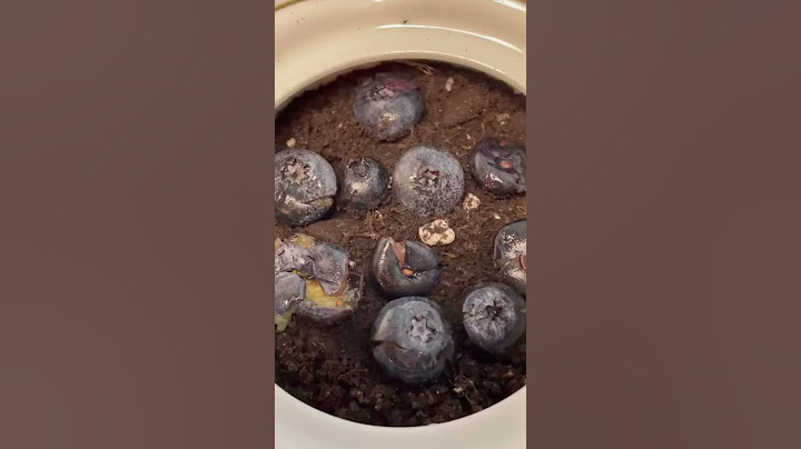 How to grow blueberry plant🫐 #fruit #plant #howtowithjessie
