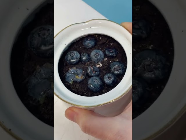 How to grow blueberry plant🫐 #fruit #plant #howtowithjessie class=