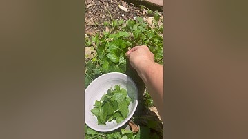 The Southern Botanic Oracle, a large-format indie deck by award-winning artist Stacey Williams-Ng