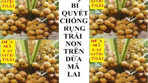 bí quyết hạn chế rụng trái dừa mã lai vào mùa mưa.
