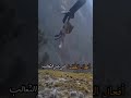 العظماء تصاميم فديوهات معزوفه استكنان