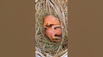 Ant attacked in birds babies (P 1) #shorts