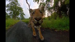 Tadoba 360  Immersive Virtual Reality VR Wildlife Safari Experience by Nature Candid Productions