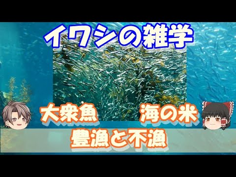 【ゆっくり解説】イワシはどのような魚か？なぜ豊漁と不漁を繰り返すのか？