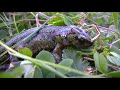 Tritón pigmeo (Triturus pygmaeus). Recuerdos del Carbonífero. GONZALO.