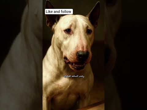 كلب تيرير اكسبلور قصص واقعية اقتباسات قصص مهند    