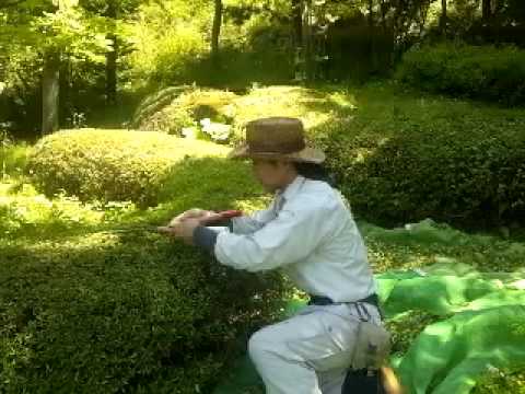 庭の手入れ ツツジの刈り込み剪定 山形 天童市 Youtube