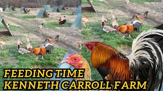 Mr Kenneth Carroll Farm - Big Farm Feeding Time Free Range