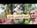 زراعة التفاح الابراهيمي بالعراق انتاج غزير وطعم مميز وينجح بالشمس المباشرة فوق ٥٠ مؤية زراعة التفاح الابراهيمي بالعراق انتاج غزير وطعم مميز وينجح بالشمس المباشرة فوق ٥٠ مؤية