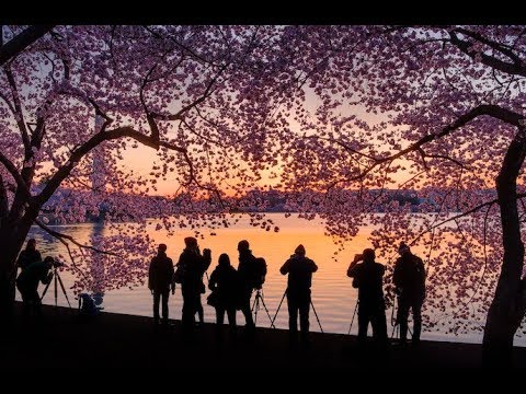 Vídeo: En El Estado De Washington, Una Fuerza Misteriosa Ha Derribado Más De Cien árboles Fuertes En El Parque - Vista Alternativa