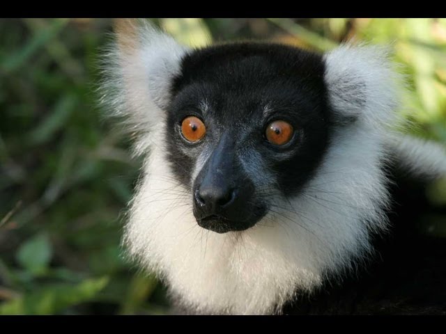 Where did all of Madagascar's species come from? - Understanding Evolution