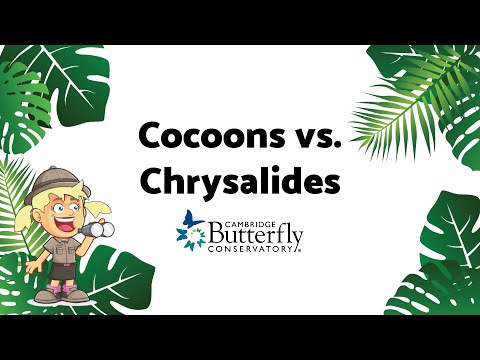 Βίντεο: Is A Cocoon and Chrysalis The Same: Cocoon and Chrysalis Differences Explained
