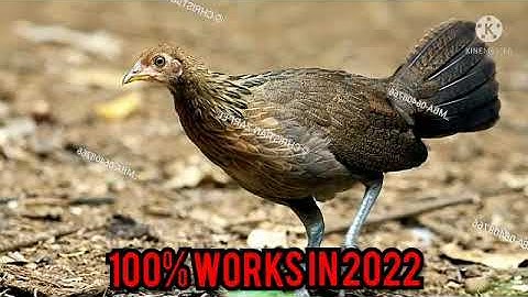 tiếng gà mái rừng mới nhất 2022 suab poj qaib seev zoo tshaj li lawm tuaj 10000%✓✓