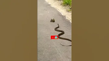 لحظة هجوم الثعبان مرعب 