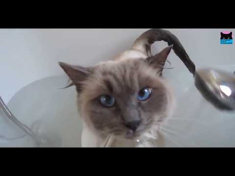 funny-cat-taking-bath-|-funny-cat-videos