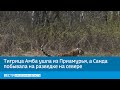 Тигрица Амба ушла из Приамурья, а Санда побывала на разведке на севере