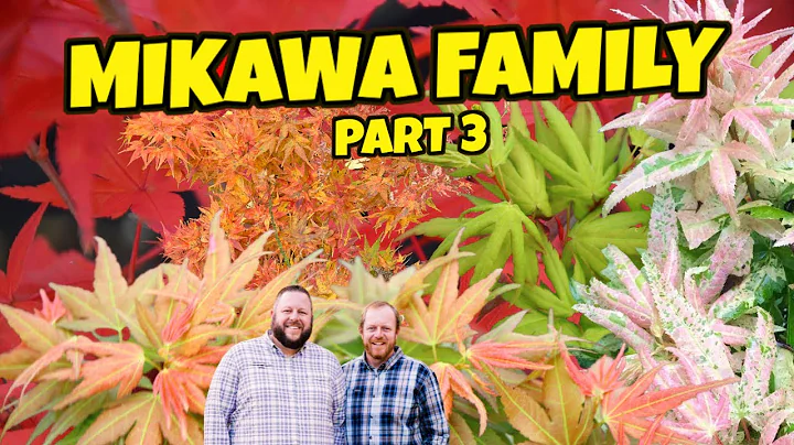 Mikawa Family Collection Part 3 | Saturday Showcas...