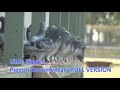 Little Ripper - Pigeon Racing Documentary.