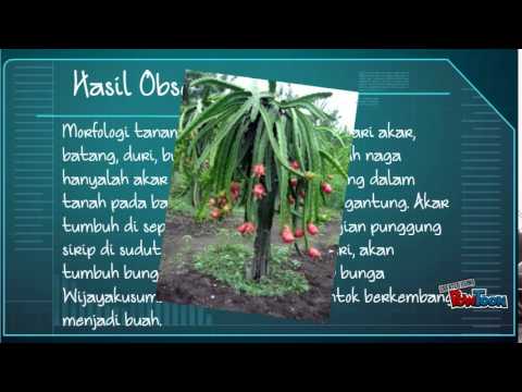 Laporan hasil observasi buah naga - YouTube