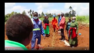 KENYA-Potato Planting Kiambu