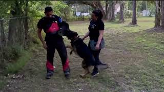 Strong dogs, with good training
